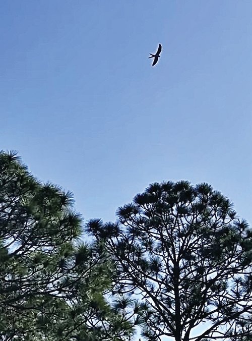 A Swallow-tailed Kite soars above the Caloosahatchee River in LaBelle.
